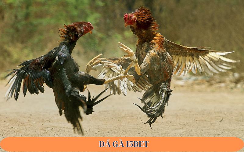 đá gà i5bet